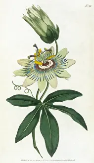 Passiflora Prints: Passiflora Caerulea
