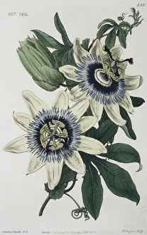 Edwards Prints: Passiflora caerulea, blue passion flower