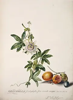 Potted Histories Prints: Passiflora edulis, passion fruit