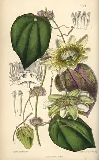 Passiflora Prints: Passiflora hahnii, yellow passionflower native to Mexico