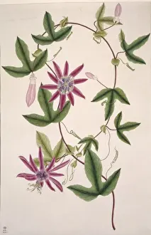 Potted Histories Prints: Passiflora kermesina, passionflower