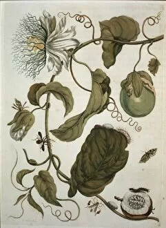 Aurantiaceae Collection: Passiflora laurifolia, water lemon