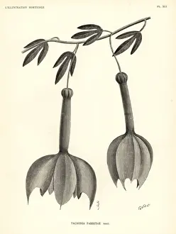 Passiflora Prints: Passiflora parritae passionflower (critically endangered)