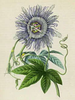 Flowers and Plants Gallery: Passiflora -- Passion Flower