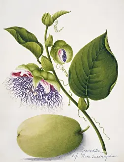 Juicy Prints: Passiflora quadrangularis, granadilla