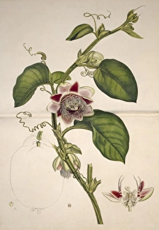 Aurantiaceae Collection: Passiflora quadrangularis, water lemon