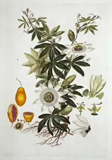Rosid Prints: Passiflora sp. passion flower