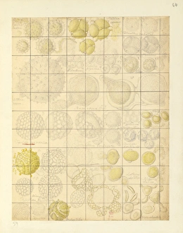 Images Dated 14th December 2015: Passiflora sp. Passion flower pollen