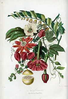 Passifloraceae - Passion-Flower