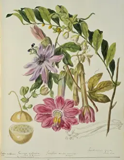 Passiflora Prints: Passifloreae