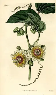 Passiflora Prints: Passion flower, Passiflora holosericea