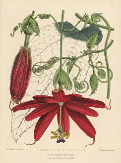 Seeds Prints: Passion flower, Passiflora insignis