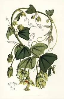 Passiflora Prints: Passion flower, Passiflora penduliflora