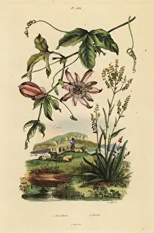 Passiflora Prints: Passionflower and dyers woad