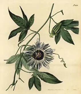Bahia Prints: Passionflower, Passiflora filamentosa