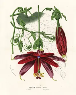 Passionflower, Passiflora insignis
