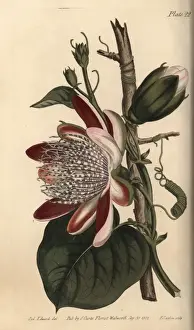 Passiflora Prints: Passionflower, Passiflora species