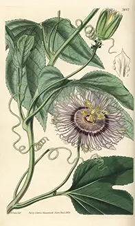 Jackson Prints: Passionfruit, Passiflora edulis