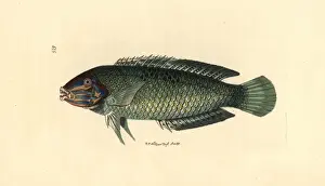 Pastel-green wrasse, Halichoeres chloropterus