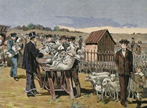 Disease Gallery: PASTEUR, Louis (1822-1895). Vaccination of sheep against ant
