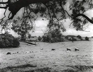 New Images July 2023 Prints: A pastoral landscape near Nobottle, Northamptonshire, England. Date: 1950s
