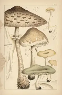 Mordecaicubittcooke Prints: Pasture mushrooms, fragrant funnel, and aniseed toadstool