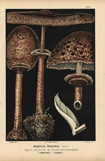 Agaric Gallery: Pasture or parasol mushroom, Agaricus procerus, edible