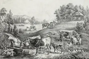 Trough Prints: The pasture in summer: the drinking trough