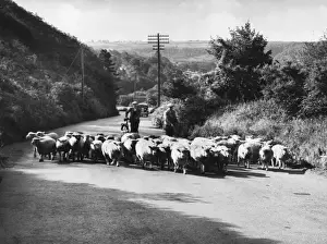 Herded Prints: To Pastures Anew / Sheep