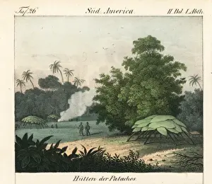 Patachos huts built of large palm leaves over branches
