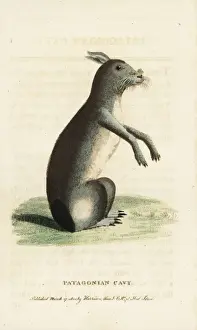 Patagonian mara, Dolichotis patagonum
