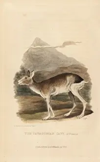 Patagonian mara, Dolichotis patagonum