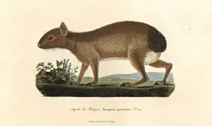Patagonian mara, Dolichotis patagonum