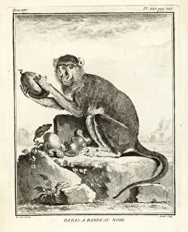 Leclerc Gallery: Patas monkey, Erythrocebus patas