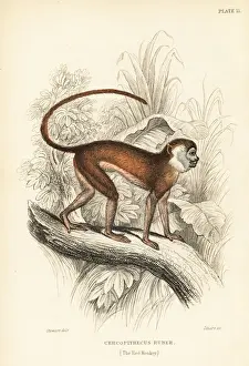 Patas monkey, Erythrocebus patas