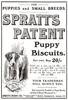 Biscuits Prints: Patent biscuits for dogs. Date: 1907