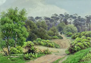 Path to the fir trees, Hampstead Heath, London