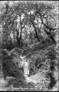 Woodland Prints: Pathway Through Ecclesbourne Glen