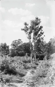 Epsom Prints: Pathway Through Epsom Common