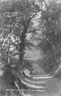 Fairlight Prints: Pathway in Fairlight Glen
