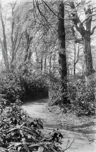Lush Prints: Pathway in Kenwood Woods