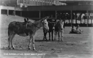Patient Beasts at Burnham-on-Sea