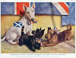 1937 Collection: Patriotic dogs