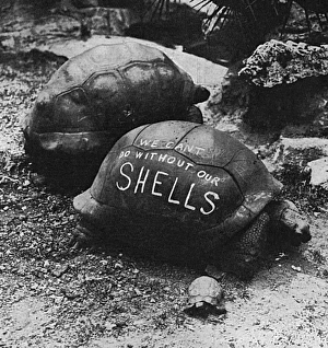 Patriotic slogan on a London Zoo tortoise, WW1