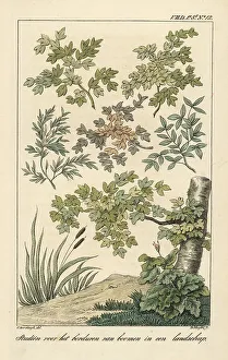 Furnishing Prints: Pattern for embroidery of flowers in a landscape