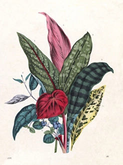 Renowned Gallery: Patterned Foliage, 1860
