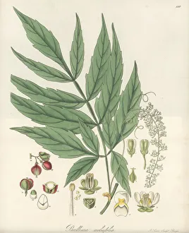 Flowered Prints: Paullinia meliifolia