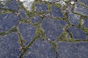 Greenery Gallery: Paving stones in the Wildlife Garden