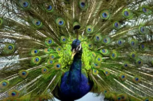 Sauropsida Gallery: Pavo cristalus, peacock