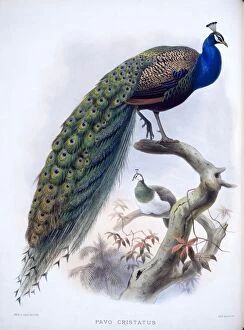 Pavo cristatus, Indian peafowl